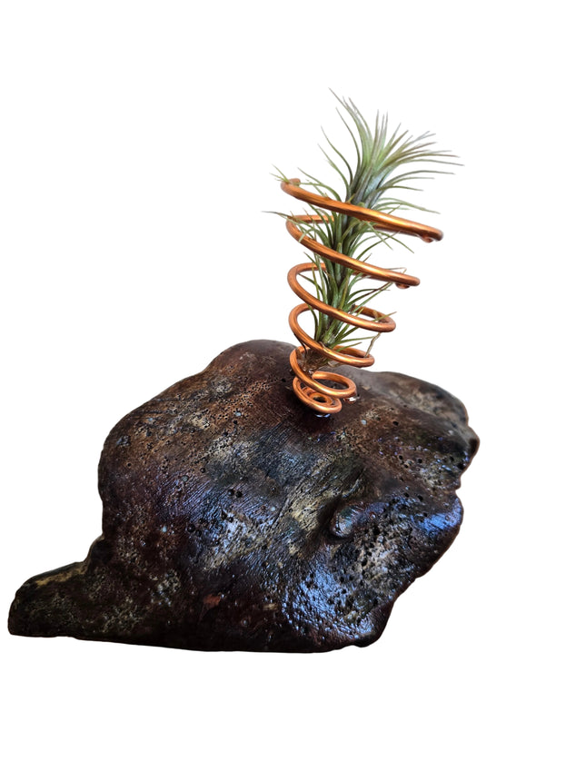 Tillandsia Funkiana in Driftwood Desktop Holder