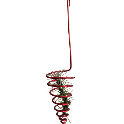 Air Plant Display Ideas - Made in Kenya by TropicalOrchids254