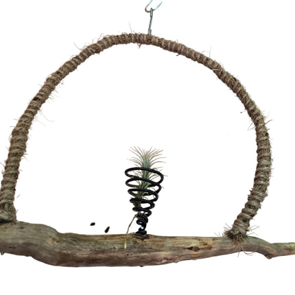 Tillandsia Funkiana on Rustic Driftwood Hanger