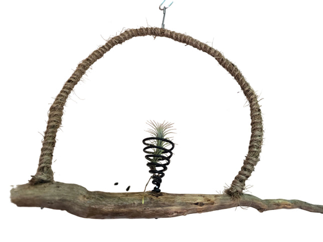 Tillandsia Funkiana on Rustic Driftwood Hanger