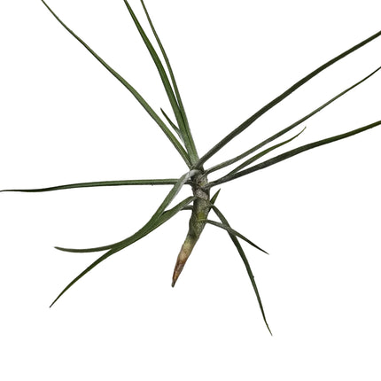 Tillandsia Schiedeana Air Plant