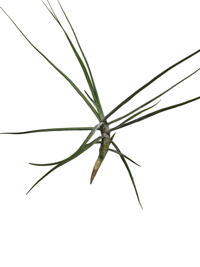 Tillandsia Schiedeana Air Plant