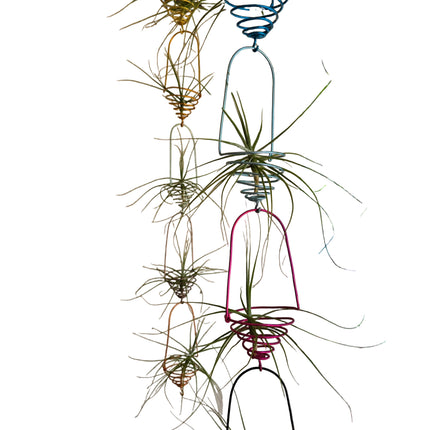Made by Kenya's Air Plant Professionals - TropicalOrchids254