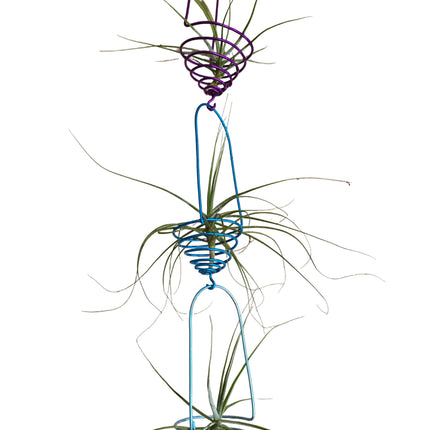 Made by Kenya's Air Plant Experts - TropicalOrchids254