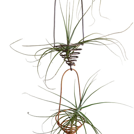 Made by Kenya's Air Plant Experts - TropicalOrchids254
