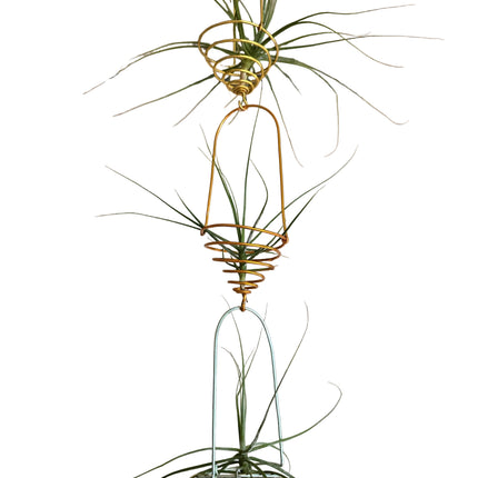 Made in Kenya by Air Plant Experts - TropicalOrchids254