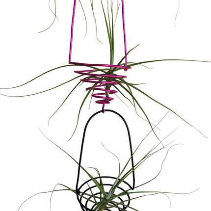Made by Kenya's Air Plant Experts - TropicalOrchids254