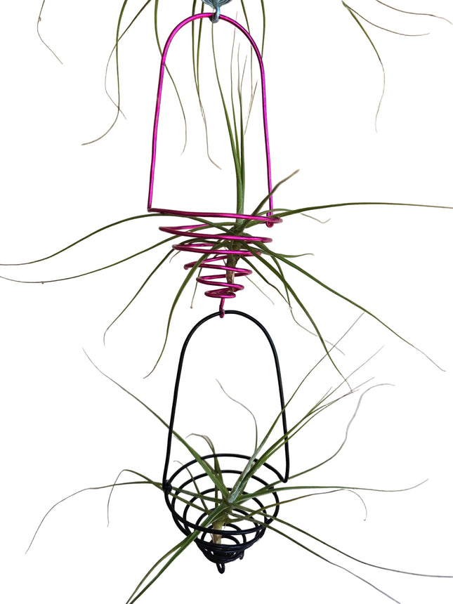 Made by Kenya's Air Plant Experts - TropicalOrchids254