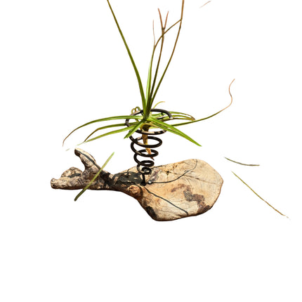 Made in Kenya by Kenya's Air Plant Experts - TopicalOrchids254