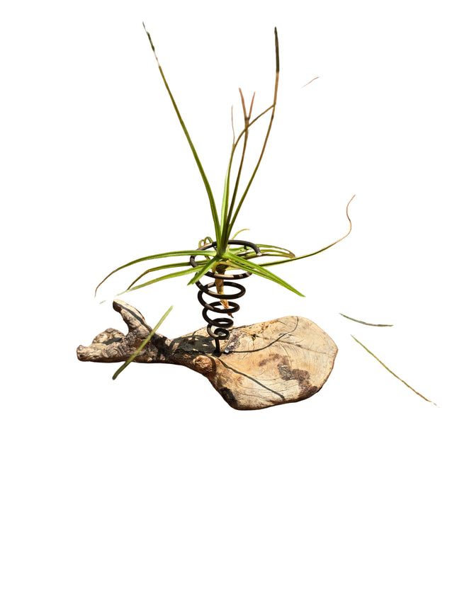 Made in Kenya by Kenya's Air Plant Experts - TopicalOrchids254