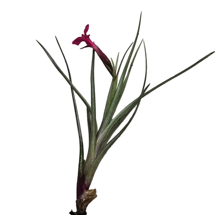 Tillandsia Stricta Air Plant