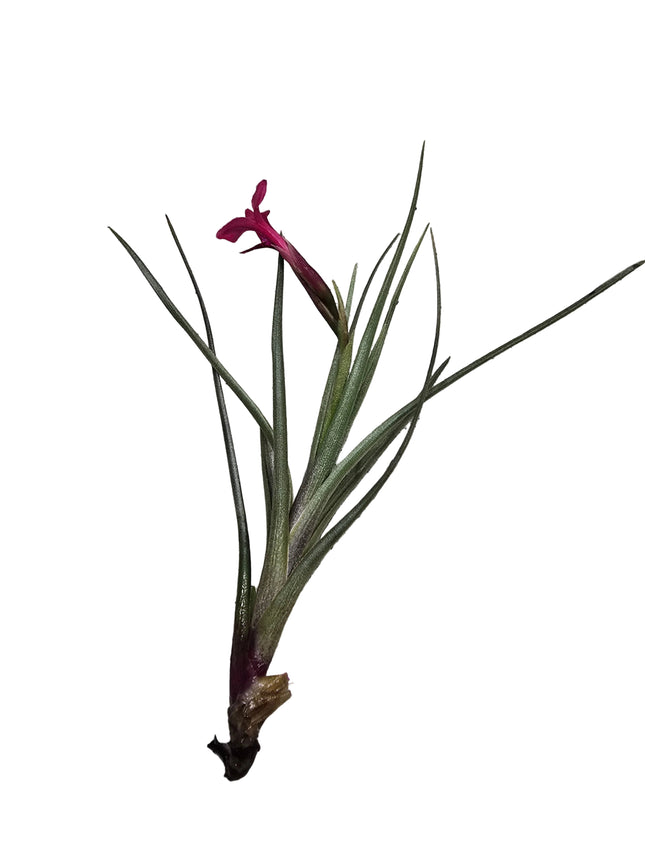 Tillandsia Stricta Air Plant