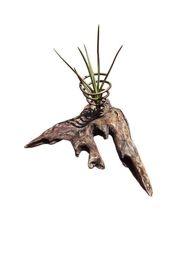 Hand made in Kenya by Air Plant Experts - TropicalOrchids254