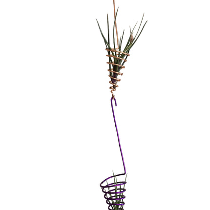 Air Plant Display Ideas for Kenya