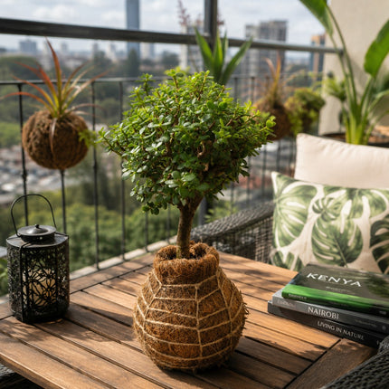 Jade Kokedama grown and made in Kenya by TropicalOrchids254