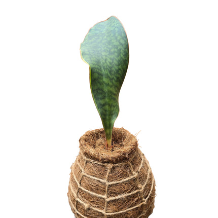 Whale Fin Sansevieria Kokedama