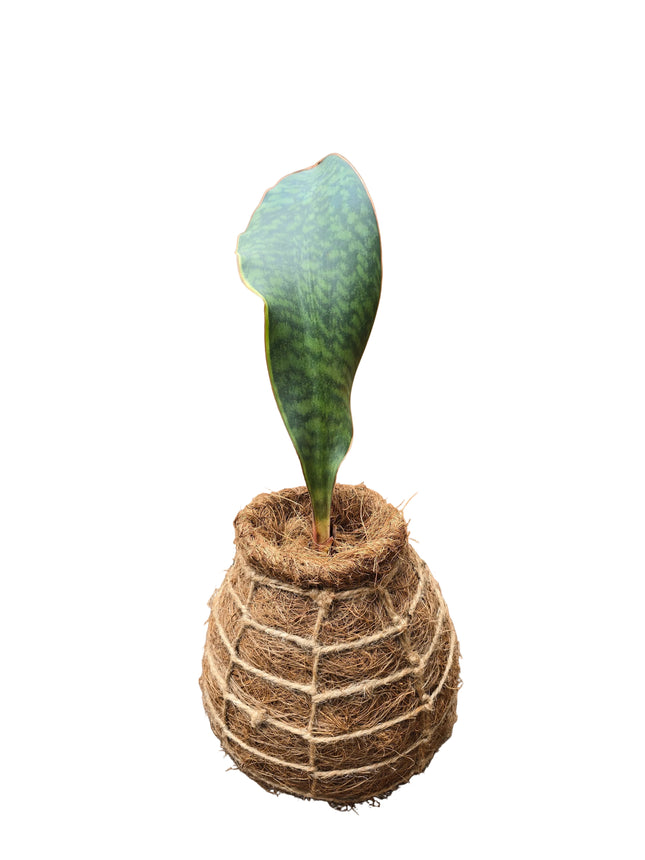 Whale Fin Sansevieria Kokedama