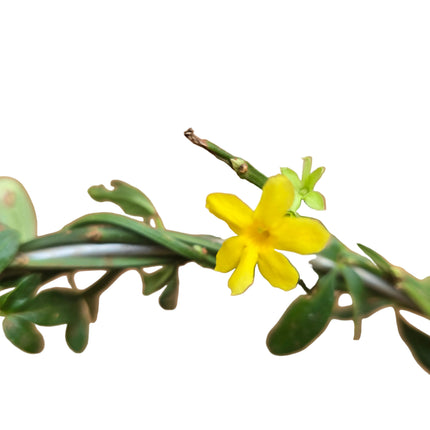 Grown in Kenya by TropicalOrchids254
