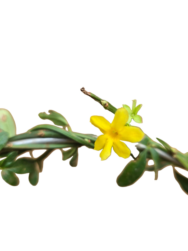 Grown in Kenya by TropicalOrchids254