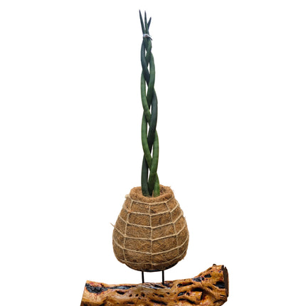 Braided Sansevieria Kokedama