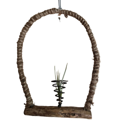 Tillandsia Stricta Air Plant on Natural Driftwood Hanger