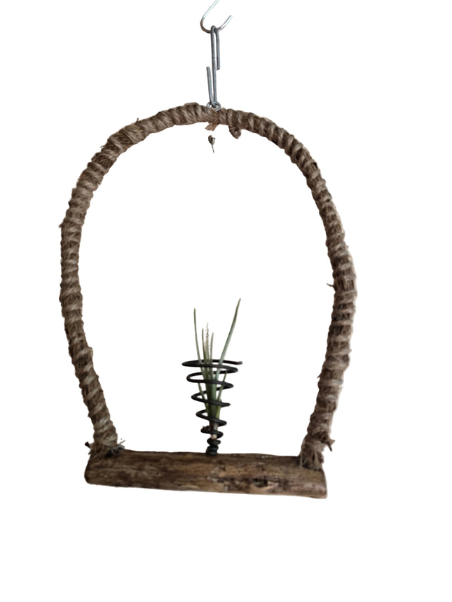 Tillandsia Stricta Air Plant on Natural Driftwood Hanger