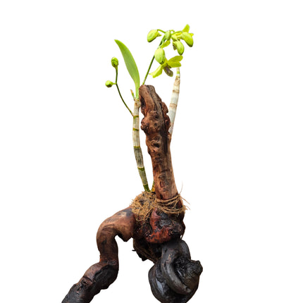 Dendrobium Orchid Mounted on Natural Driftwood-  Lime Green Flowers with a Stunning Multicoloured Lip