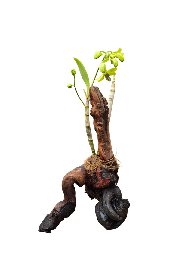 Dendrobium Orchid Mounted on Natural Driftwood-  Lime Green Flowers with a Stunning Multicoloured Lip