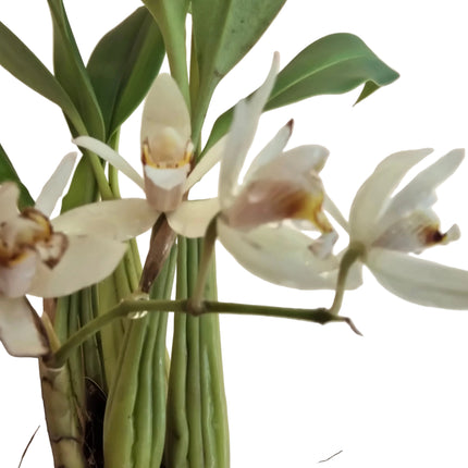 Coelogyne Flaccida Orchid Mounted on Driftwood Hanger - Blooming