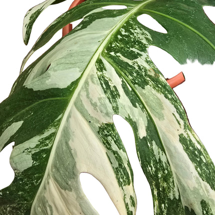 Monstera Deliciosa Albo – Large Leaf Specimen Plant