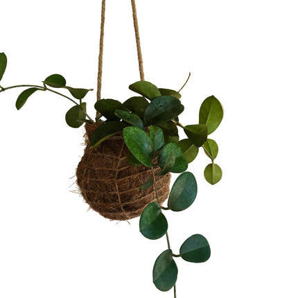 Hoya Ovata Hanging Kokedama