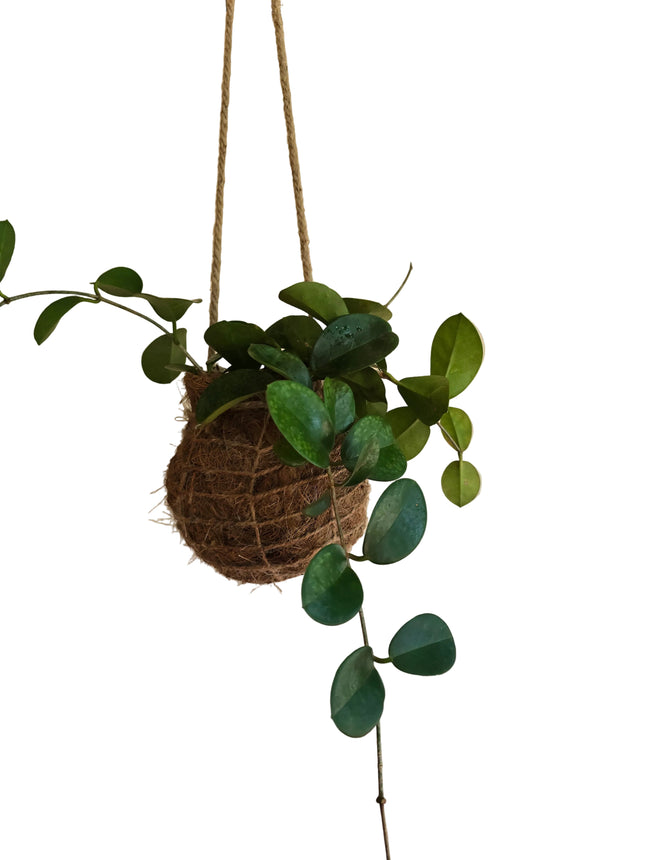 Hoya Ovata Hanging Kokedama