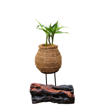 Lucky Bamboo - 3 Stalks in Kokedama