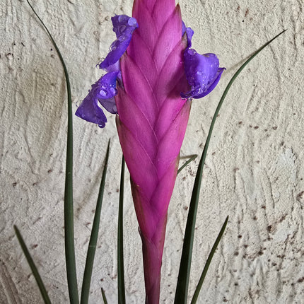 Pink Twill Tillandsia Kokedama