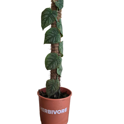 Monstera Dubia Planted with Coco Fibre Stake