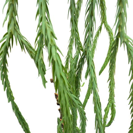 Tassel Fern Huperzia Phlegmaria - Hanging Kokedama