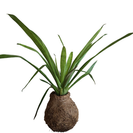 Guzmania Bromeliad Red-Yellow Kokedama