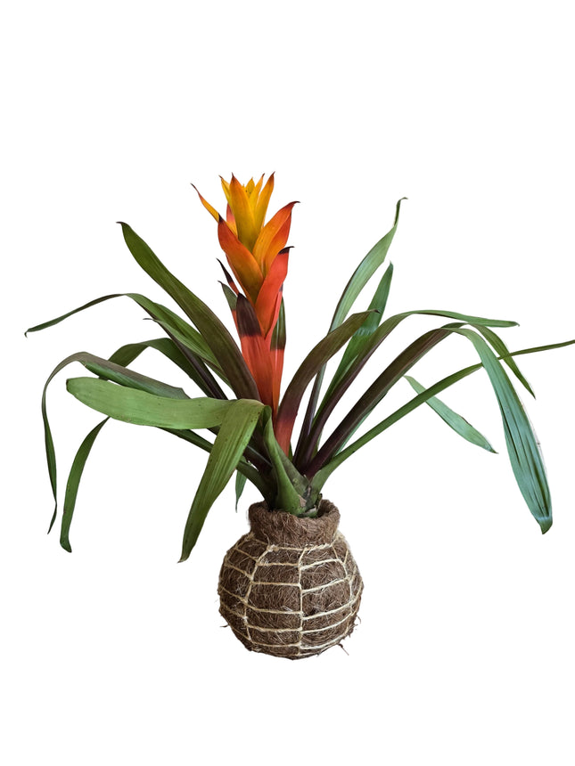 Guzmania Bromeliad Red-Yellow Kokedama