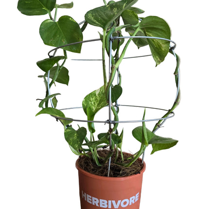 Golden Pothos Money Plant – Sculpted Sphere Form