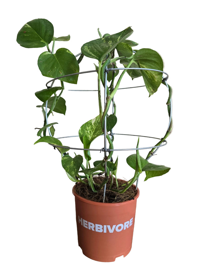 Golden Pothos Money Plant – Sculpted Sphere Form