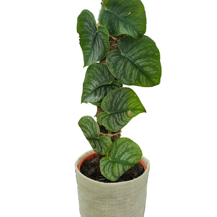 Monstera Dubia Planted with Coco Fibre Stake