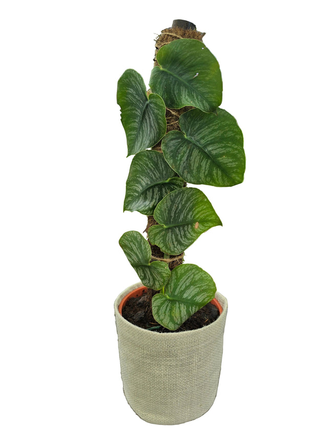 Monstera Dubia Planted with Coco Fibre Stake