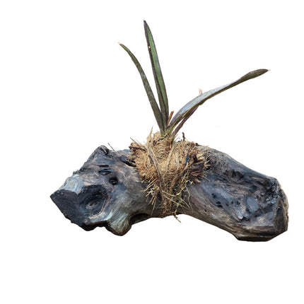 Ionopsis Orchid Mounted on Driftwood