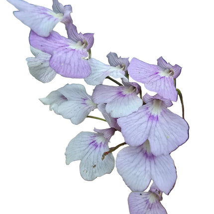Ionopsis Orchid Mounted on Driftwood