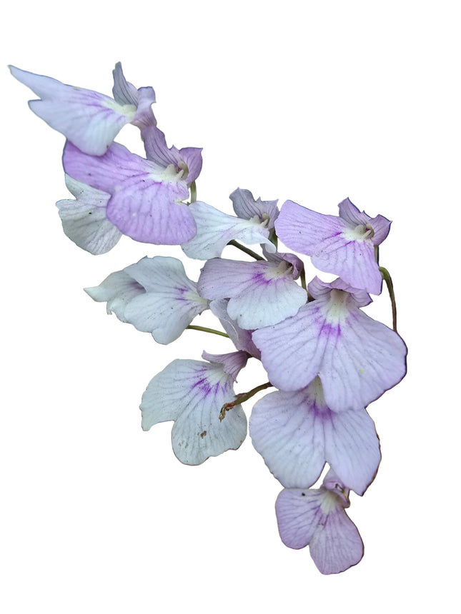 Ionopsis Orchid Mounted on Driftwood