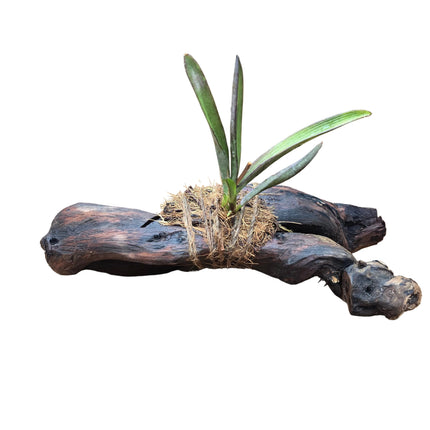 Ionopsis Orchid Mounted on Driftwood