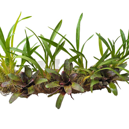 Oncidium Orchids & Bromeliad Mounted on Driftwood
