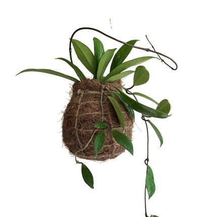 Hoya Carnosa Hanging Kokedama