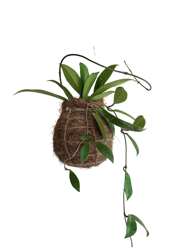 Hoya Carnosa Hanging Kokedama