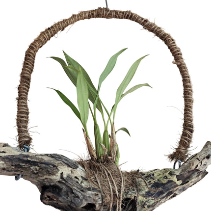 Coelogyne Flaccida Orchid Mounted on Driftwood Hanger - Non Blooming